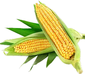 Photo of corn