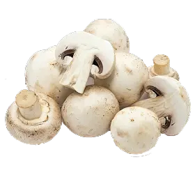 Photo of mushrooms